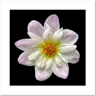 Pretty purple white yellow Dahlia Botanical Bee Flower Annual Posters and Art